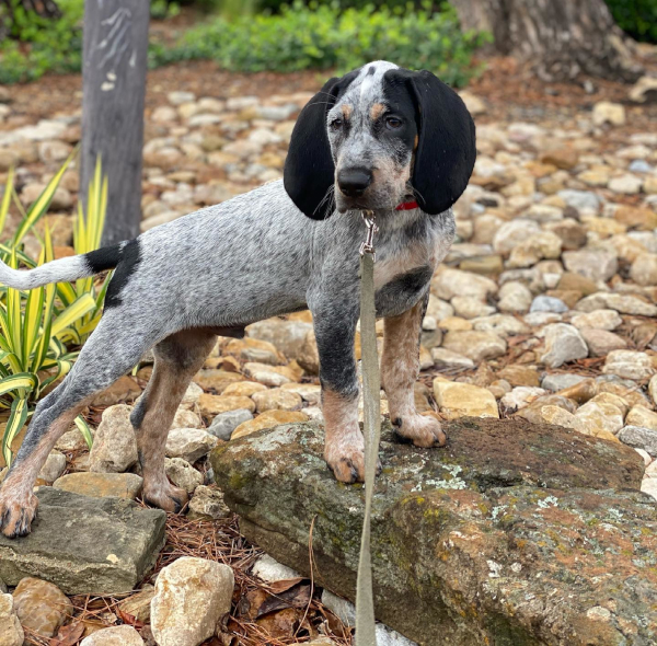Weimaraner Puppies