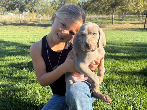 Weimaraner Puppies